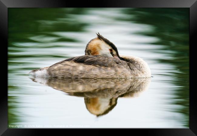 Great Crested Grebe resting Framed Print by Chris Rabe