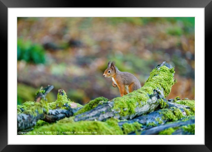 red squirrel sitting on top of some logs Framed Mounted Print by Chris Rabe