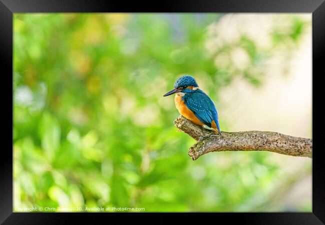 Common Kingfisher Framed Print by Chris Rabe