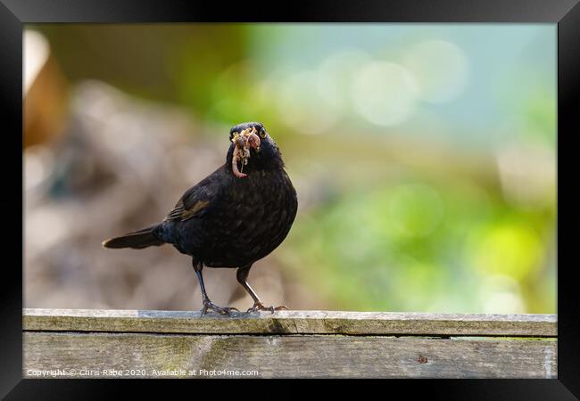 Blackbird male with beak full of worms Framed Print by Chris Rabe