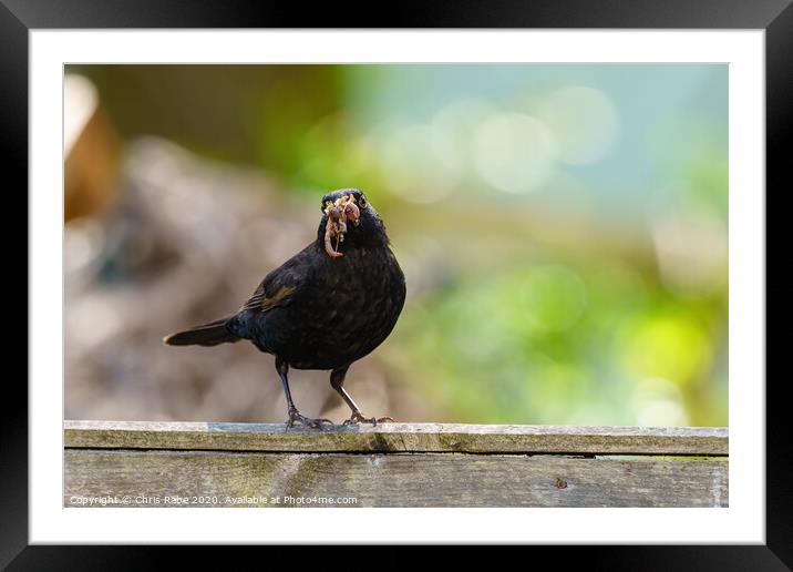 Blackbird male with beak full of worms Framed Mounted Print by Chris Rabe