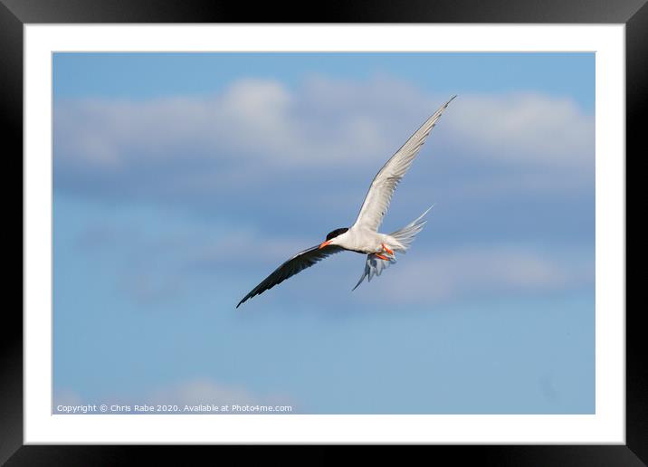 Common Tern (Sterna hirundo) in flight against a slightly cloudy sky Framed Mounted Print by Chris Rabe