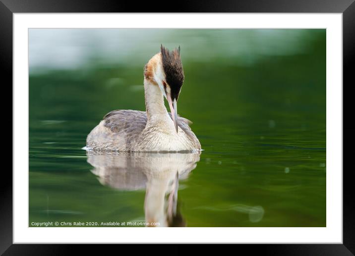 Great Crested Grebe with it's head bowed down Framed Mounted Print by Chris Rabe