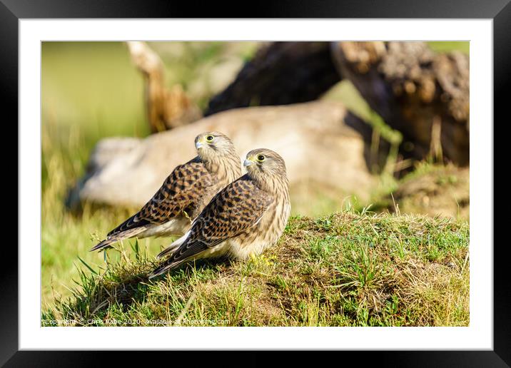 Common Kestrel (Falco Tinnunculus) juvenile siblings looking over their shoulders Framed Mounted Print by Chris Rabe