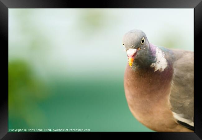 Closeup of a Common Wood Pigeon looking into camera Framed Print by Chris Rabe