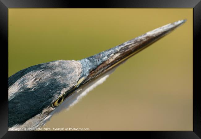 Grey Heron close-up head shot Framed Print by Chris Rabe