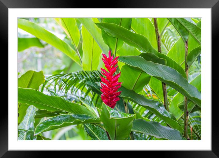 Alpinia Purpurata, Red Ginger Framed Mounted Print by Paul Smith