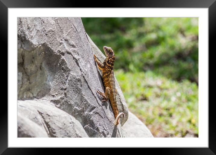 Cuban Northern Curly-Tailed Lizard Framed Mounted Print by Paul Smith