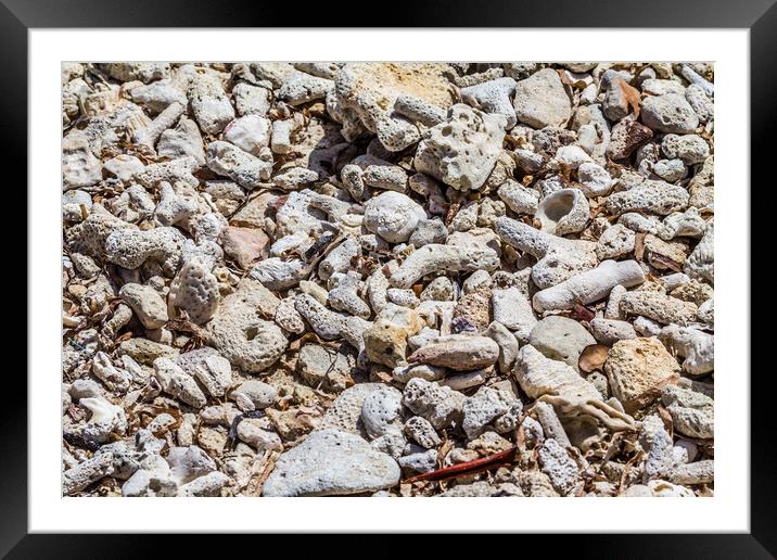 Coral washed up on La Guanas Beach Cuba Framed Mounted Print by Paul Smith