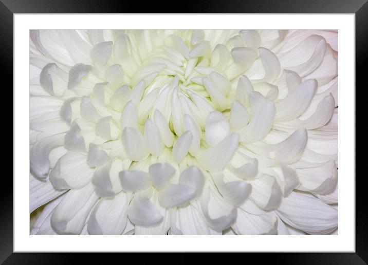 A beautiful White Chrysanthemum Framed Mounted Print by Paul Smith