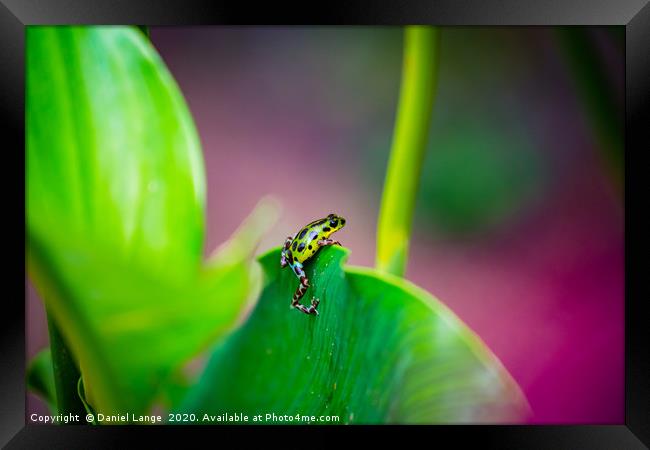 Yellow and green Strawberry Poison Dart Frog Framed Print by Daniel Lange