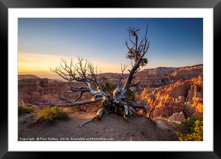Bryce Canyon Boughs Framed Mounted Print by Paul Sutton