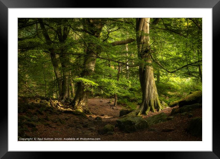 Fleeting Light & Foliage Framed Mounted Print by Paul Sutton
