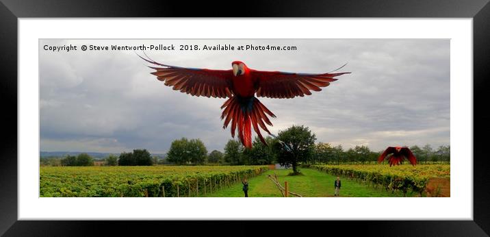 Parrot in flight Framed Mounted Print by Steve WP