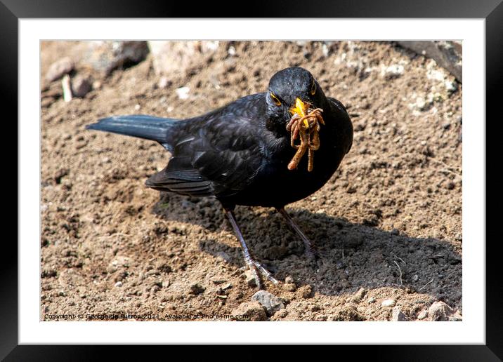 A Blackbird collecting worms to feed the chicks. Framed Mounted Print by George de Putron