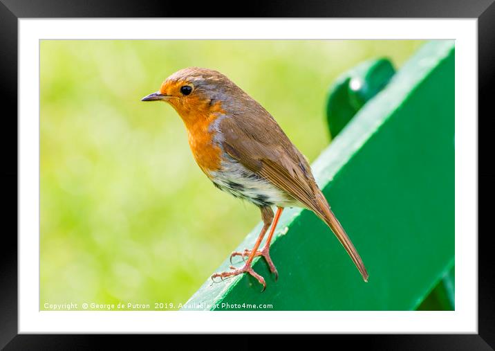 Robin on a bench. Framed Mounted Print by George de Putron