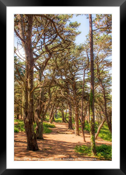 Pine Forest at Le Guet, Guernsey. Framed Mounted Print by George de Putron