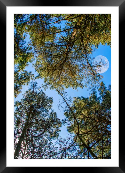 Looking up through the pines towards the moon Framed Mounted Print by George de Putron