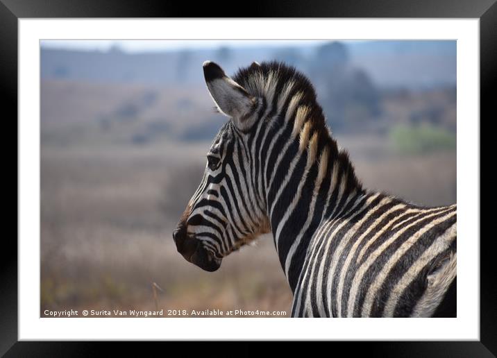 Zebra Framed Mounted Print by Surita Van Wyngaard
