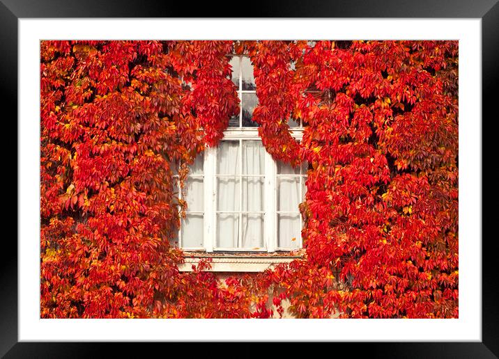 White window framed by red leaves Framed Mounted Print by Luisa Vallon Fumi
