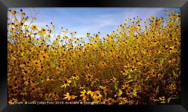 Summer yellow daisies Framed Print by Luisa Vallon Fumi