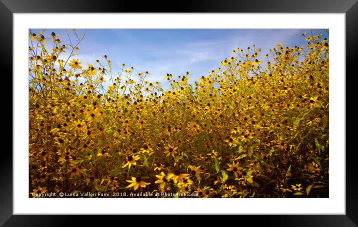 Summer yellow daisies Framed Mounted Print by Luisa Vallon Fumi