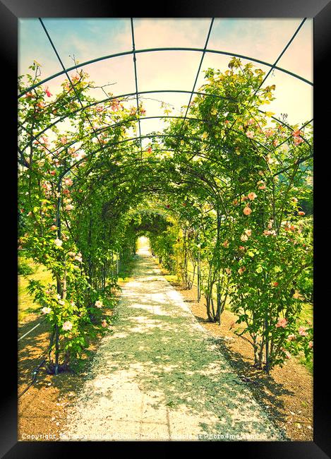Romantic garden with love path Framed Print by Luisa Vallon Fumi