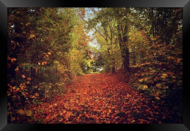 autumnal path in the forest  Framed Print by Luisa Vallon Fumi