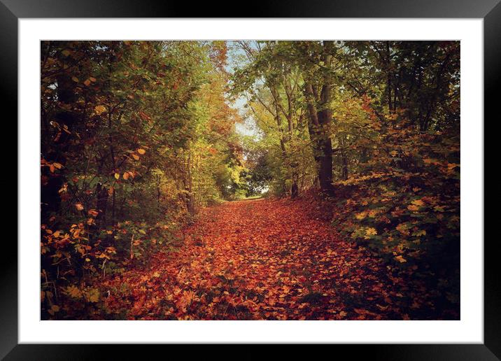 autumnal path in the forest  Framed Mounted Print by Luisa Vallon Fumi