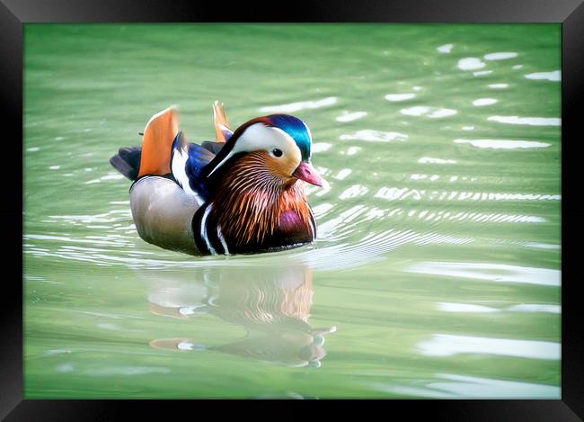 Male of Mandarin duck floating in a water pond Framed Print by Luisa Vallon Fumi