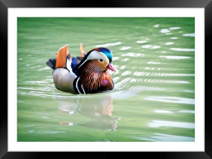 Male of Mandarin duck floating in a water pond Framed Mounted Print by Luisa Vallon Fumi
