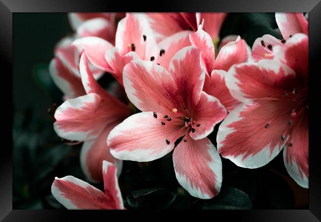 Pink lilies Framed Print by Anna Anisimova