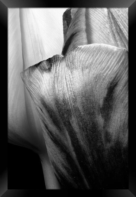 closeup of two tulips in black & white Framed Print by youri Mahieu