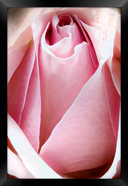 Closeup of a rose Framed Print by youri Mahieu