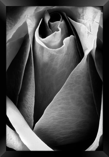 Closeup of a rose in black and white Framed Print by youri Mahieu