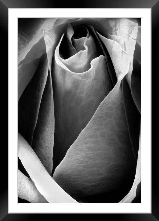 Closeup of a rose in black and white Framed Mounted Print by youri Mahieu