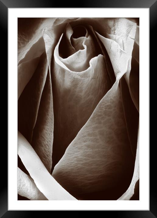Closeup of a rose in sepia Framed Mounted Print by youri Mahieu