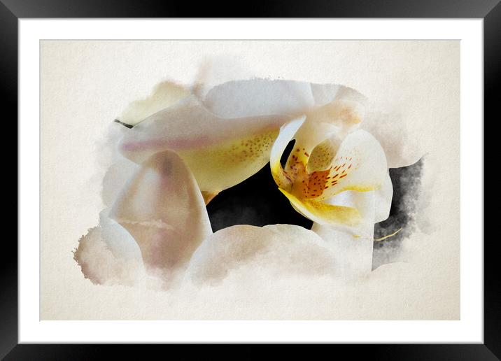 Watercolor of an inside an orchid Framed Mounted Print by youri Mahieu