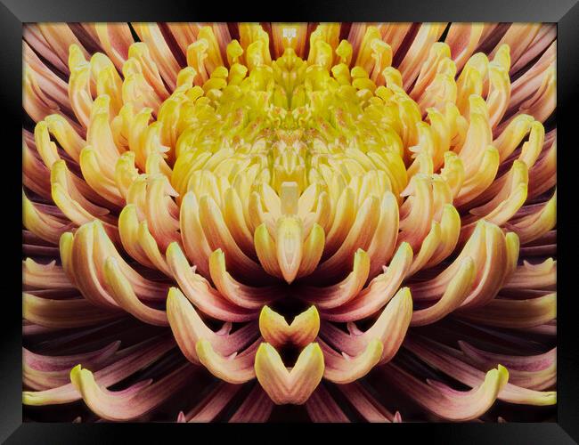 closeup mandala of chrysanthemum morifolium Framed Print by youri Mahieu