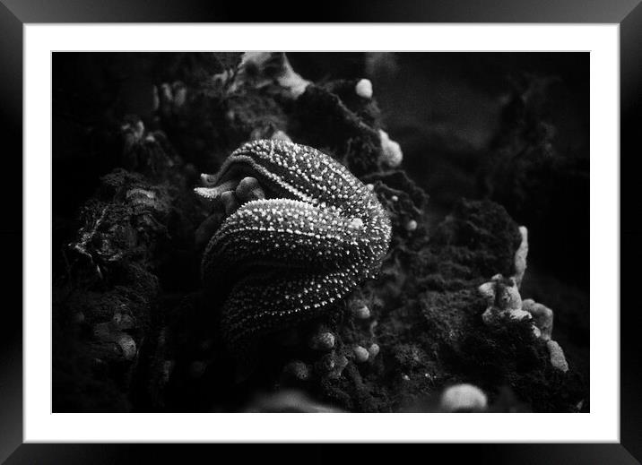 starfish eating a mussel in black and white Framed Mounted Print by youri Mahieu