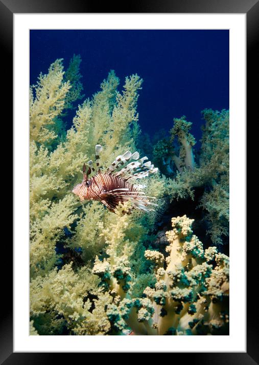 lionfish with soft coral Framed Mounted Print by youri Mahieu