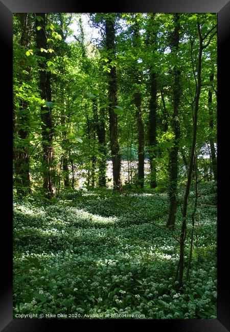 Wild garlic in the woods Framed Print by Mike Dale
