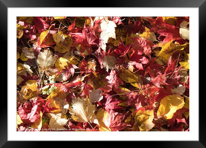 Close up autumn leaves Framed Mounted Print by Mike Dale