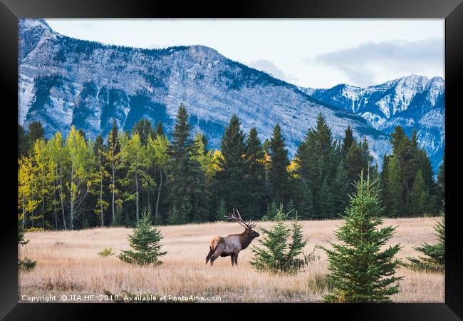 Elk in the Rocky Mountains, Alberta, Canada Framed Print by JIA HE