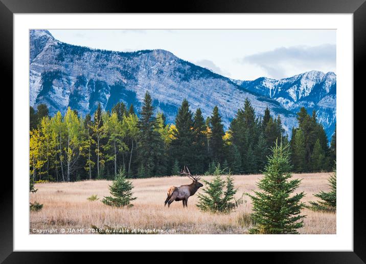 Elk in the Rocky Mountains, Alberta, Canada Framed Mounted Print by JIA HE
