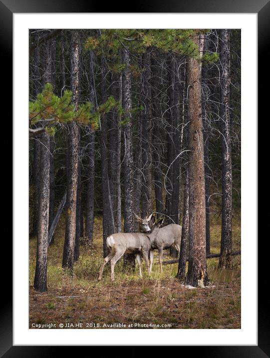 wild deer in the Banff National Park Framed Mounted Print by JIA HE