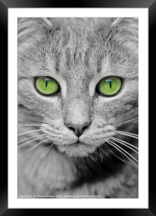 Lilo - Bengal tabby cross Framed Mounted Print by Steve Bishop