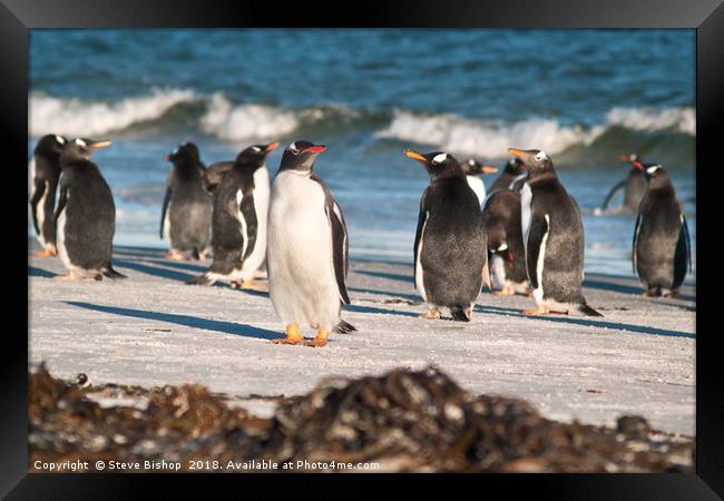 Penguins on the beach Framed Print by Steve Bishop