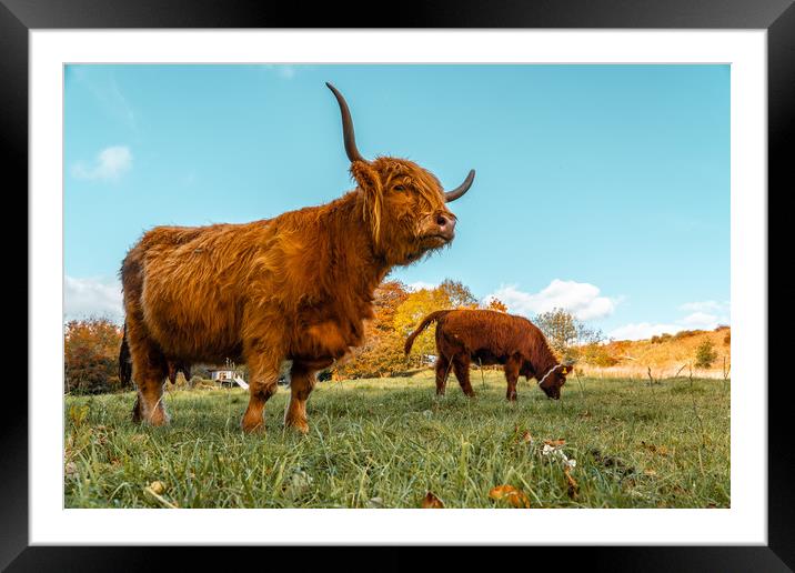 Highland cow Framed Mounted Print by john lonsdale
