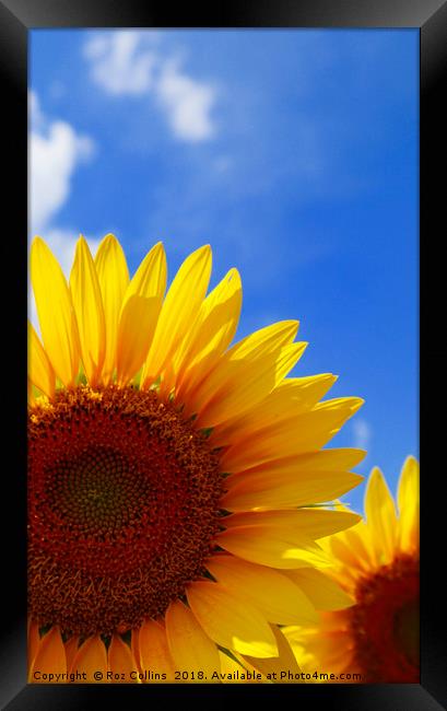 Sunflower Abstract  Framed Print by Roz Collins